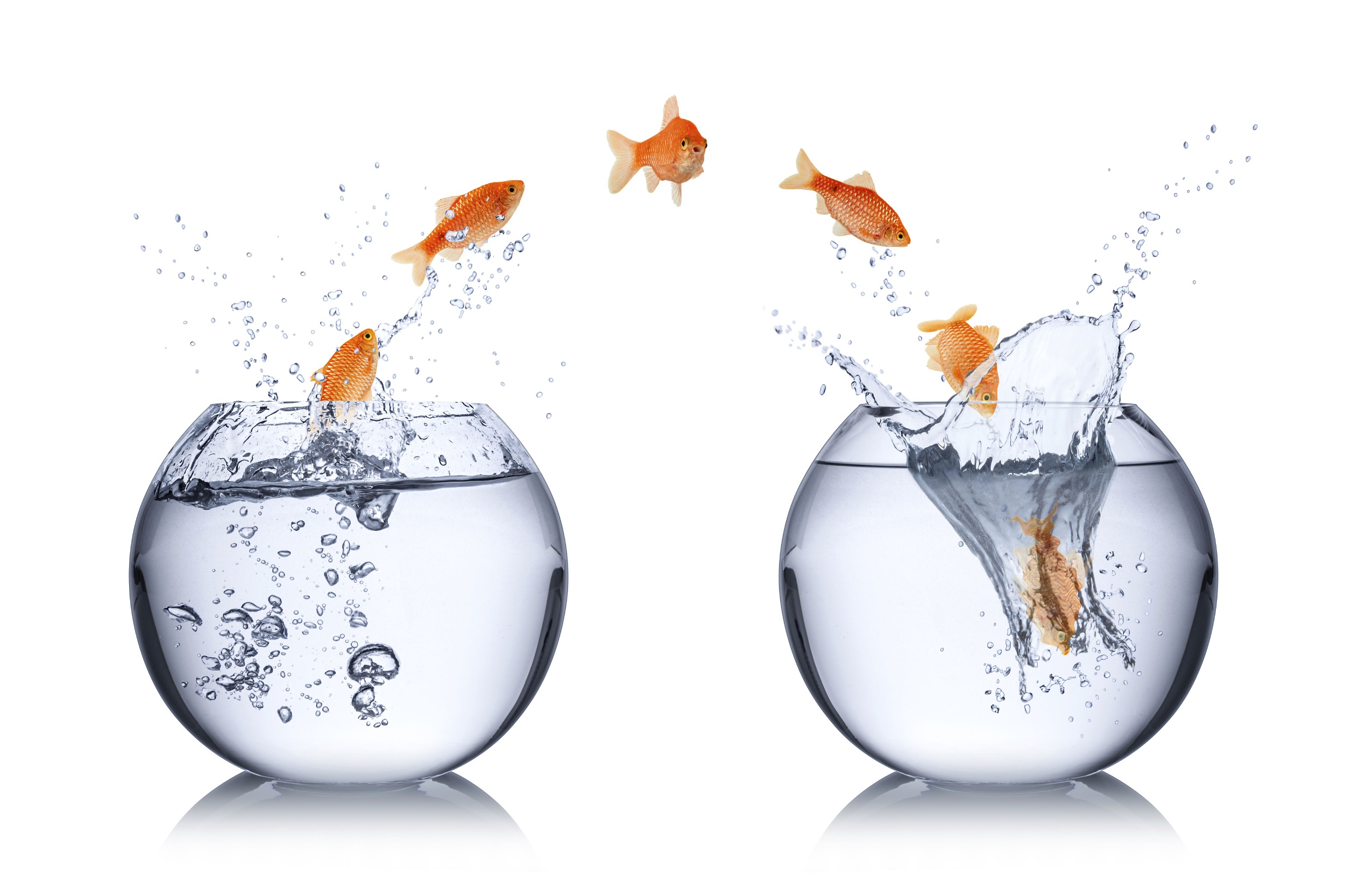 Transformaction involves leaping into a new fishbowl