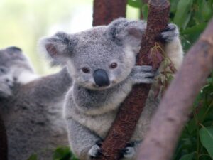 Read more about the article <span style='color:#00000;font-size:36px;'>Why Koalas Burning Alive Won’t Change a Thing About the Climate Crisis</span><h3> We need to focus on the cause, not the effect of the climate crisis </h3>