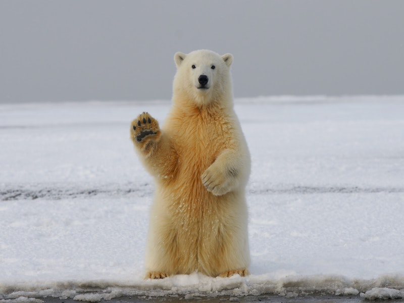 You are currently viewing <span style='color:#00000;font-size:36px;'>Has the Idea of Polar Bears Becoming Extinct Done More Harm Than Good?</span><h3> A misguided view that the climate crisis is something that will happen elsewhere persists </h3>