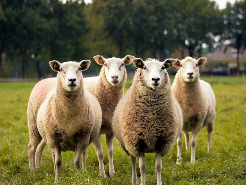 Read more about the article <span style='color:#00000;font-size:36px;'>Are People Behaving Like Sheeple the Cause of the Climate Crisis?</span><h3> The herd is destroying the world it depends on </h3>