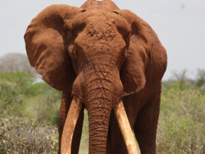 Read more about the article <span style='color:#00000;font-size:36px;'>Would a Death Penalty for Poachers Stop Poachers Killing Elephants?</span><h3> We need a solution before elephants become extinct </h3>