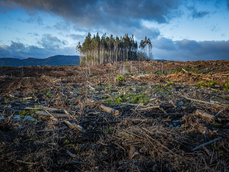 Read more about the article <strong>Why Do Conservatives Get Such a Kick Out of Destroying the Natural World?</strong>