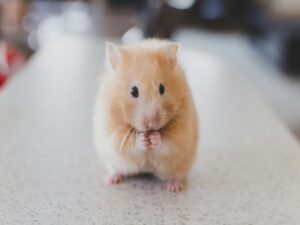 Read more about the article The Mouse Utopia That Ended in Collapse — And Why Humanity is Next