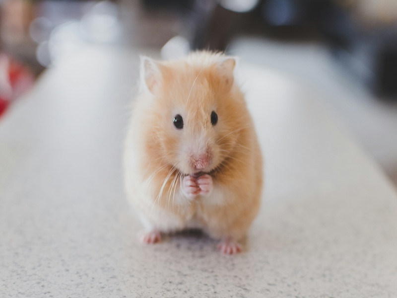 You are currently viewing The Mouse Utopia That Ended in Collapse — And Why Humanity is Next